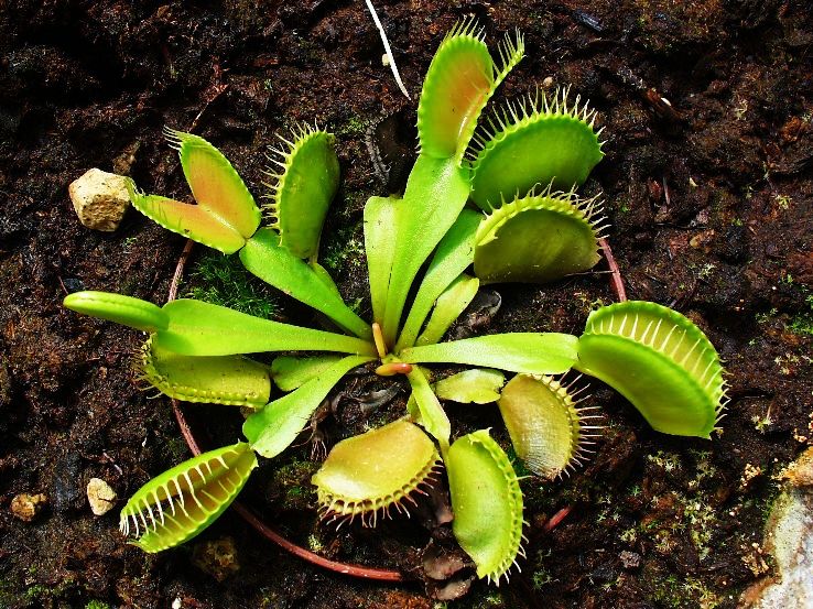8. Dionaea Muscipula